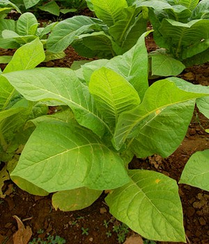 Tabak plant